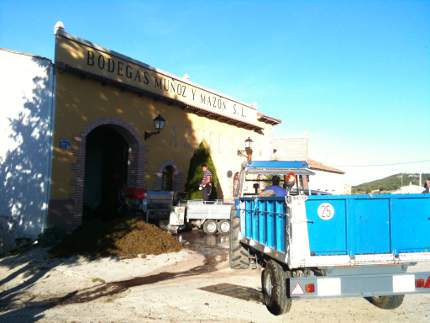 Las bodegas de Villatuelda (Muñoz y Mazón y Viñatuelda) finalizan la vendimia 2014