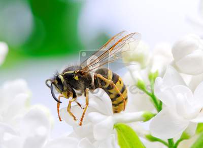 Abeja recolectando miel en un temporada mala en Villatuelda (2014)