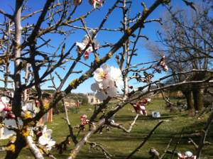 Almendro en flor en la primavera de Villatuelda