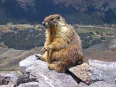 Marmota sentada en la montaña