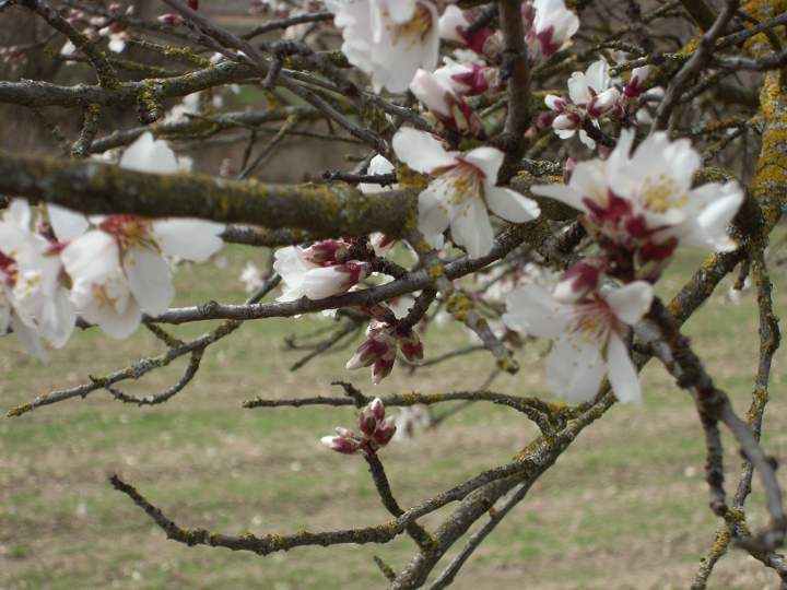 Almendro en flor en primavera en Villatuelda