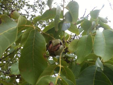 Recogida de nueces de los nogales de Villatuelda