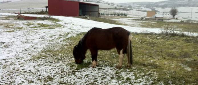 El caballo de Villatuelda olisqueando la nieve